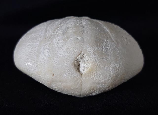 Eupatagus (Oymnopatagus) antillarum (COTTEAU 1875) - Bild &copy; FossNet FossilienStore